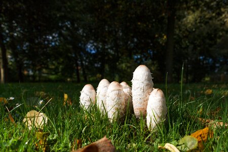 Meadow grass autumn