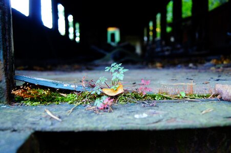 Moss wagon leaves