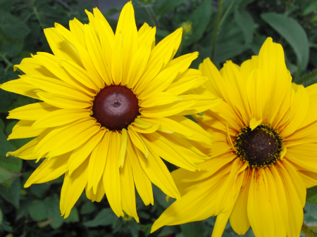 Summer helianthus flora