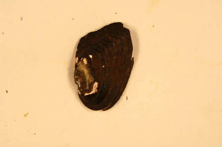 Alasmidonta heterodon (outside)