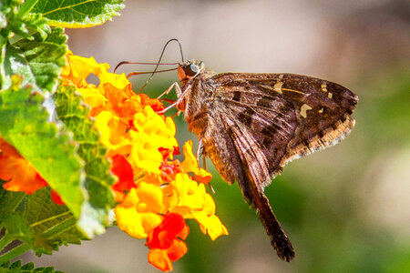Dorantes Longtail