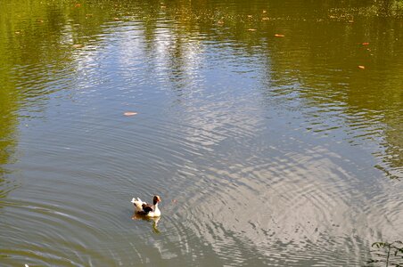 Domestic duck lake