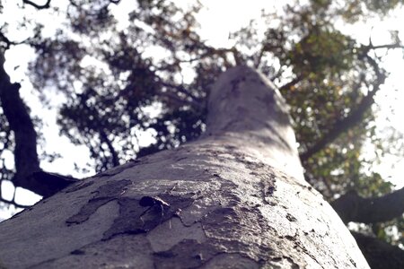 Angophora Costata bug tree
