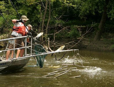 Asian carp metallic