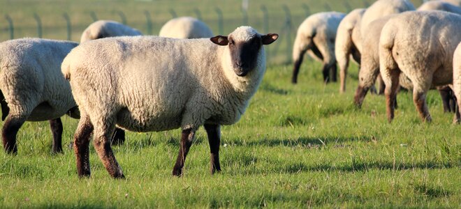 Wool flock herd animal