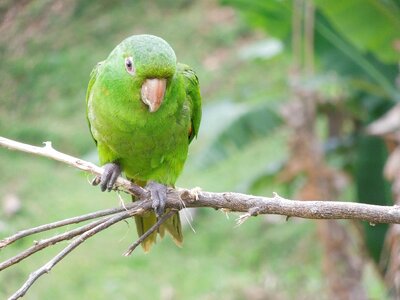 Bird tropical birds birdie