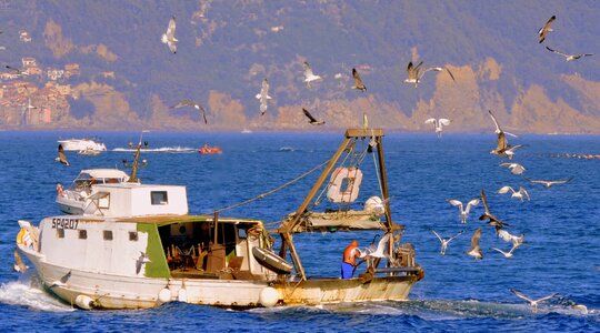 Fish sea boat