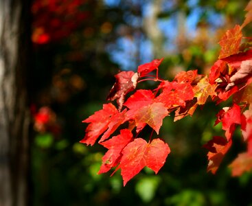 Colorful red tree