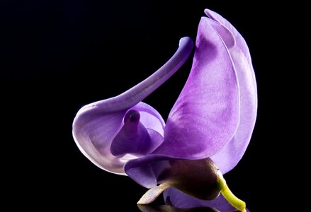 Wild flower violet purple photo