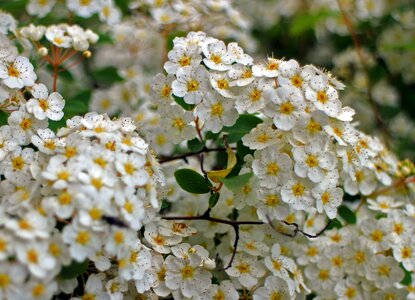 Bloom flowers bloom