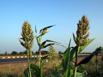 Agriculture blue sky cloud photo