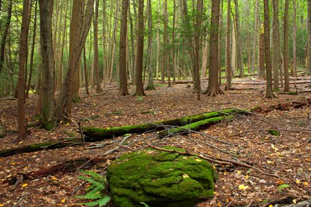 Bark branch climate