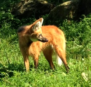 America animal red fox