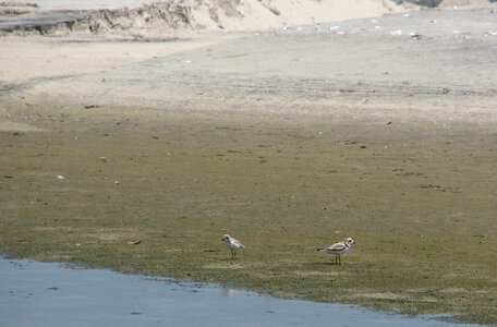 Piping plover adult and chick photo