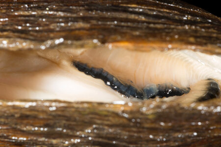 Extracting glochidia from freshwater mussel-1