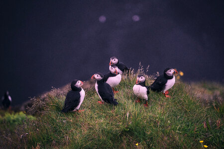 Group of Puffins on the Grass photo