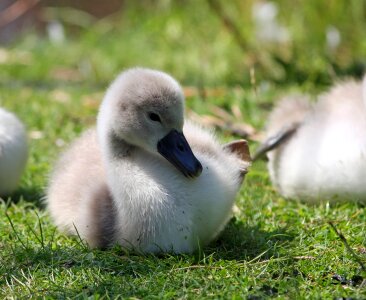 Cute fluffy bird photo