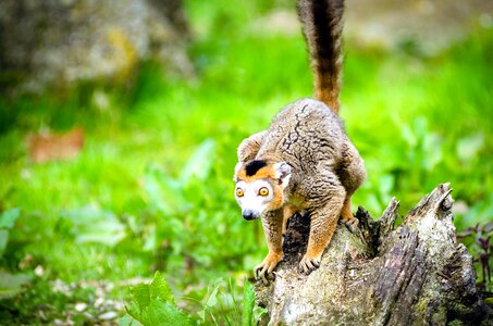 Grass leaves lemur