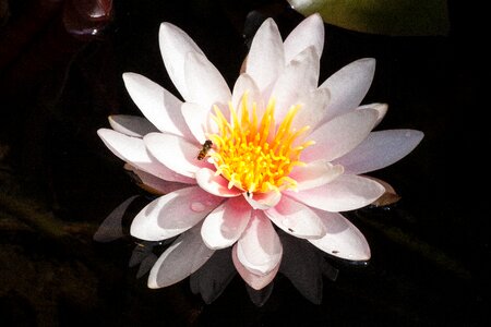 Aquatic plant petals white