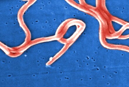 Bacteria group 