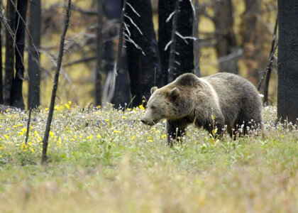 Grizzly Bear in Field at Yellowstone National Park photo