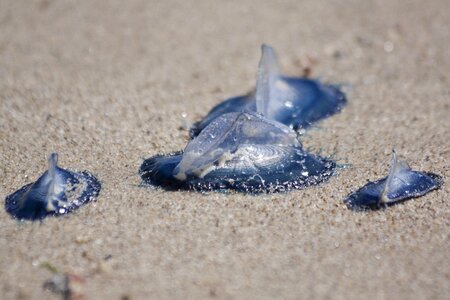 Beach sand cnidarian photo