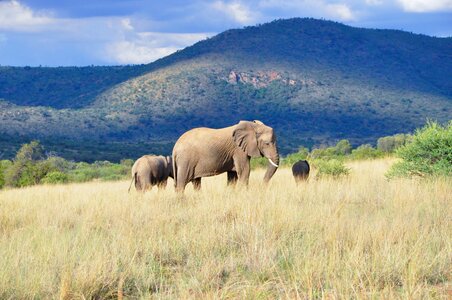 African Elephant Family photo