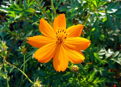 Flora garden orange cosmos
