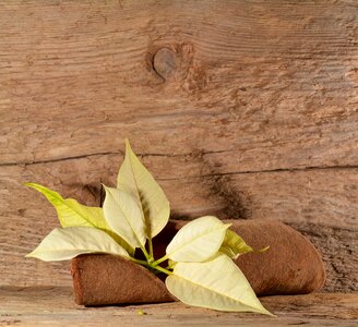 Flower plant wood photo