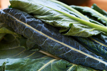 Fresh Kale Macro photo