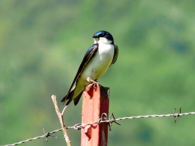 Fence wildlife nature photo