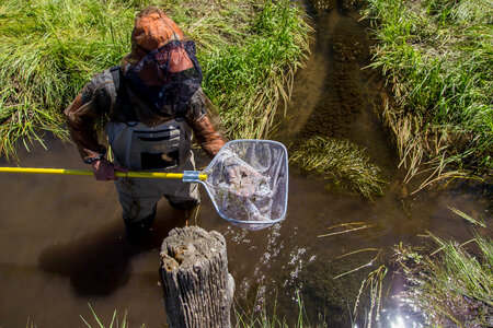 Employee nets fish in canal