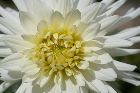 Bloom flower dahlia garden photo