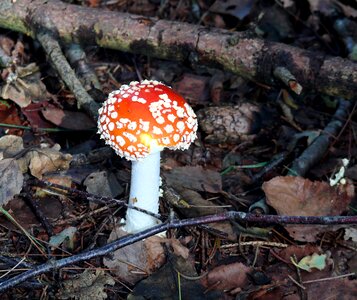 White red with white dots autumn photo