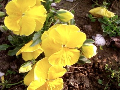 Bloom garden yellow