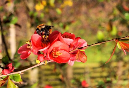 Flower hummel close up photo