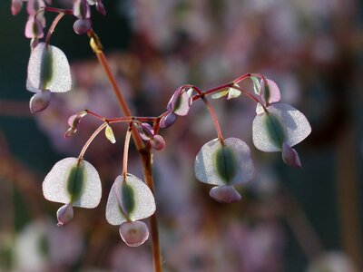 White bell seeds photo