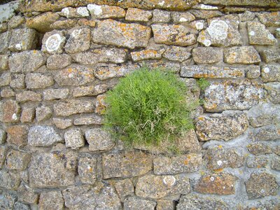 Bush wall 