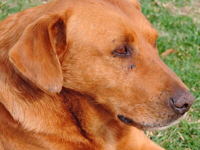 Light Brown portrait purebred photo