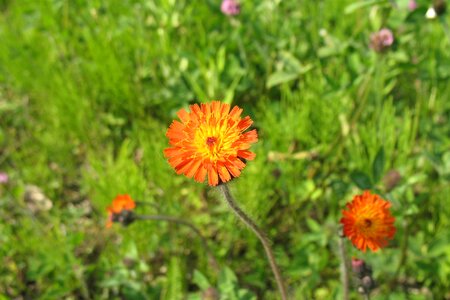 Bloom blooming nature photo