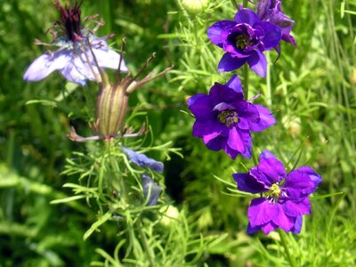 Cottage garden flowers floral plants
