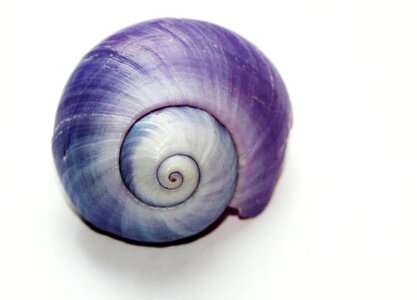 Snail shell nature animals photo