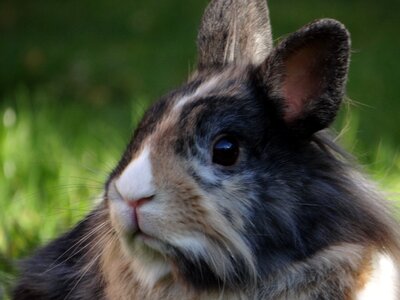 Nager cute pet