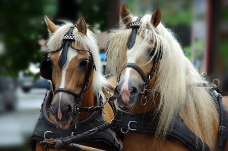 Horse head animal team
