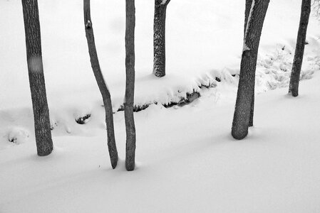 Winter trees forest photo