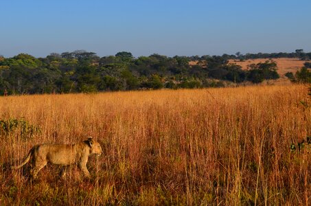 Wildlife track bush photo