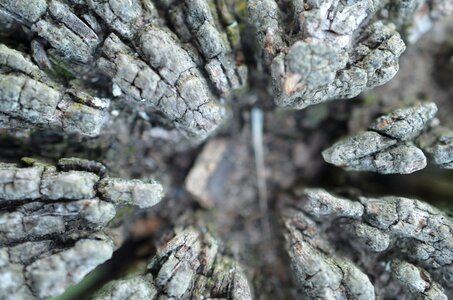 Macro wood fence post photo