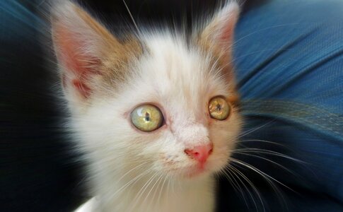 Mieze domestic cat cat's eyes photo