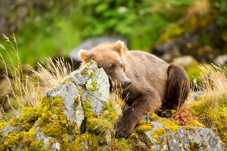 Kodiak brown bear resting on mossy rocks