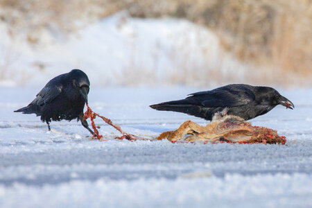 Ravens and roadkill photo